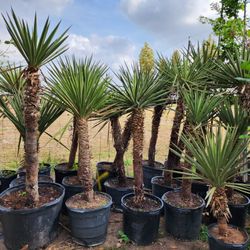 Spanish Dagger 6ft Tall 3 Gallones 7 Gallons