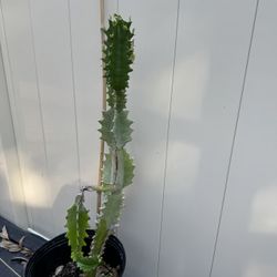 EUPHORBIA ERITREA/CATHEDRAL CACTUS 🌵 