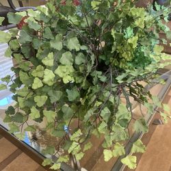 Silk Plant