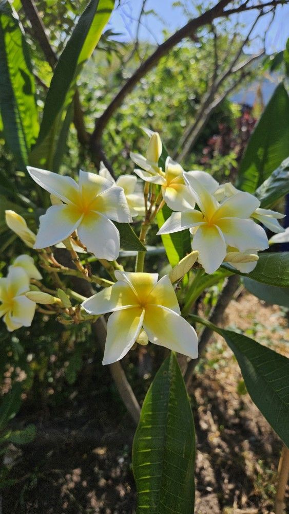 Yellow And White Plumeria