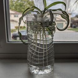Very Happy Baby Spider Plants Are Ready For Potting