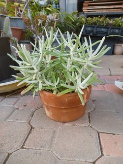Cactus/Succulent SEE OTHER OFFERS