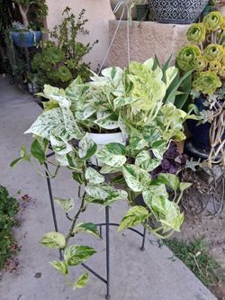 Large Snow Queen Pothos Plant $40