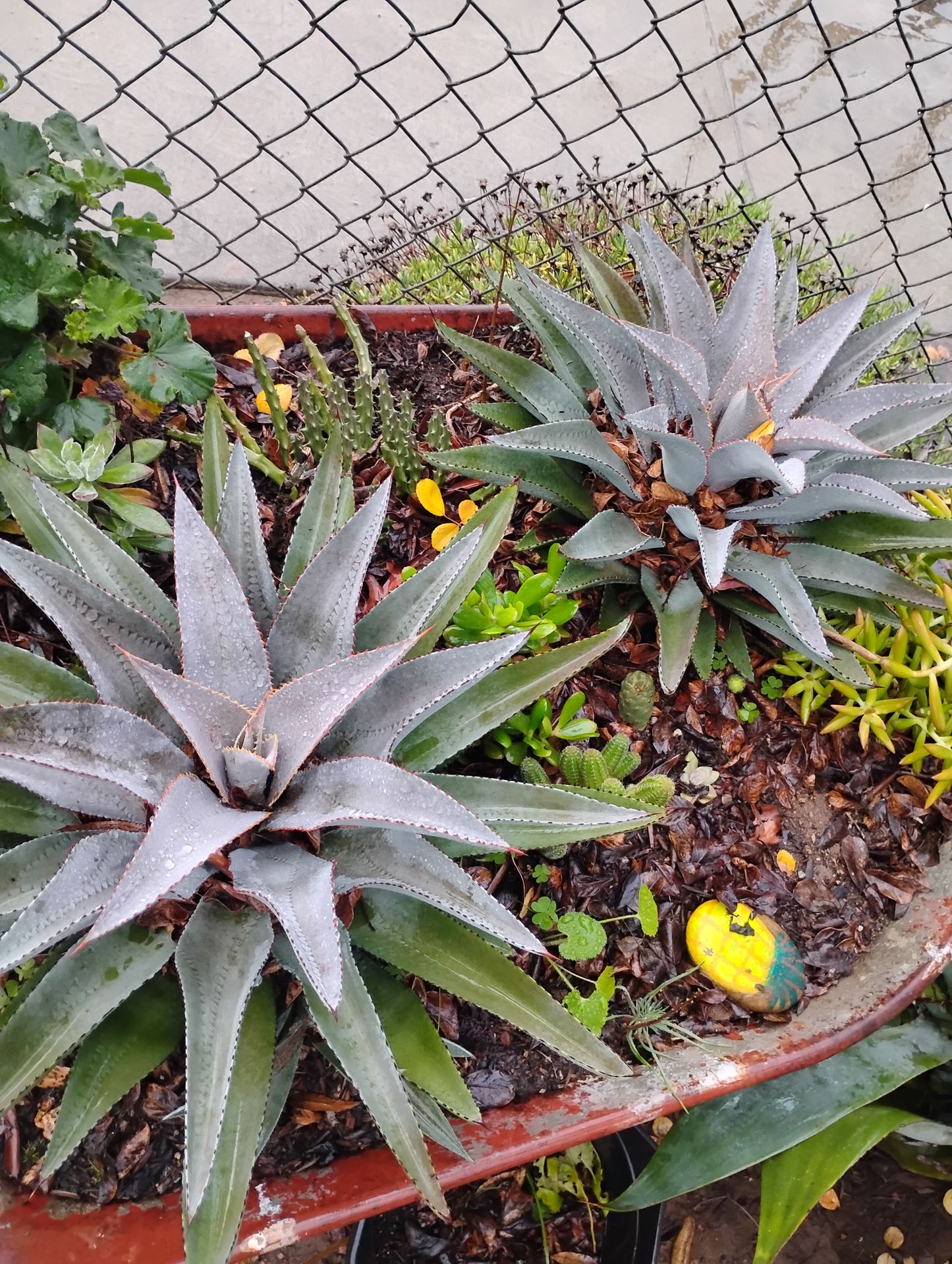 Purple man eater agave