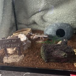 Leopard Gecko