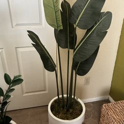 Plant
