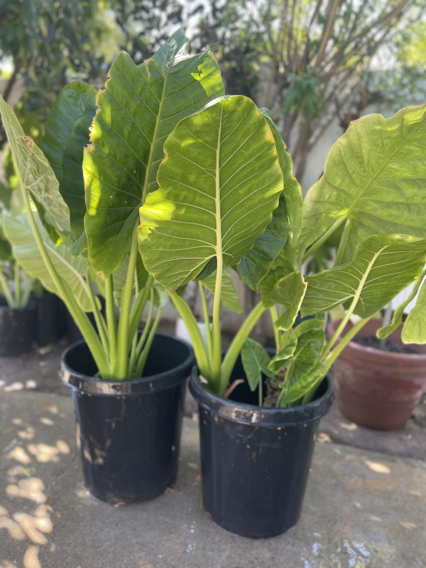 Orejas De Elefante En 5 Gln 15 Y 15 Gln 30