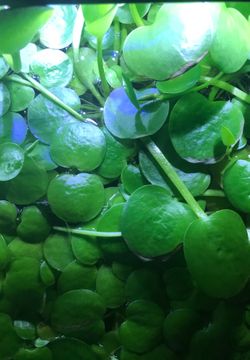 Amazon Frogbit