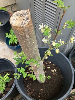 Drumstick tree plant big ( Moringa)