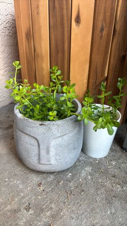 Bacopa Aquarium Pond plant cuttings