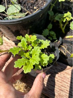 Green mustardស្ពៃខៀវ