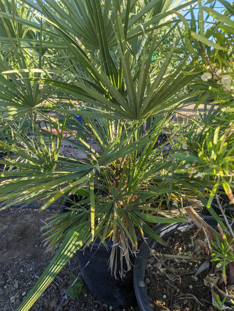 $275 Mediterranean Palm That Is Pictured 