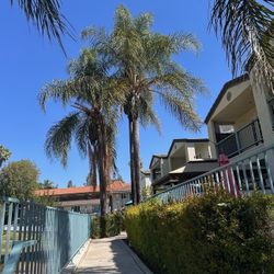 Palm Trees