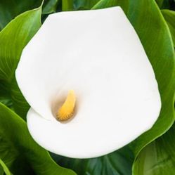 #60  Calla Liliy White Flower 1gal