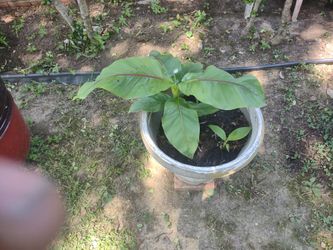 banana Plant