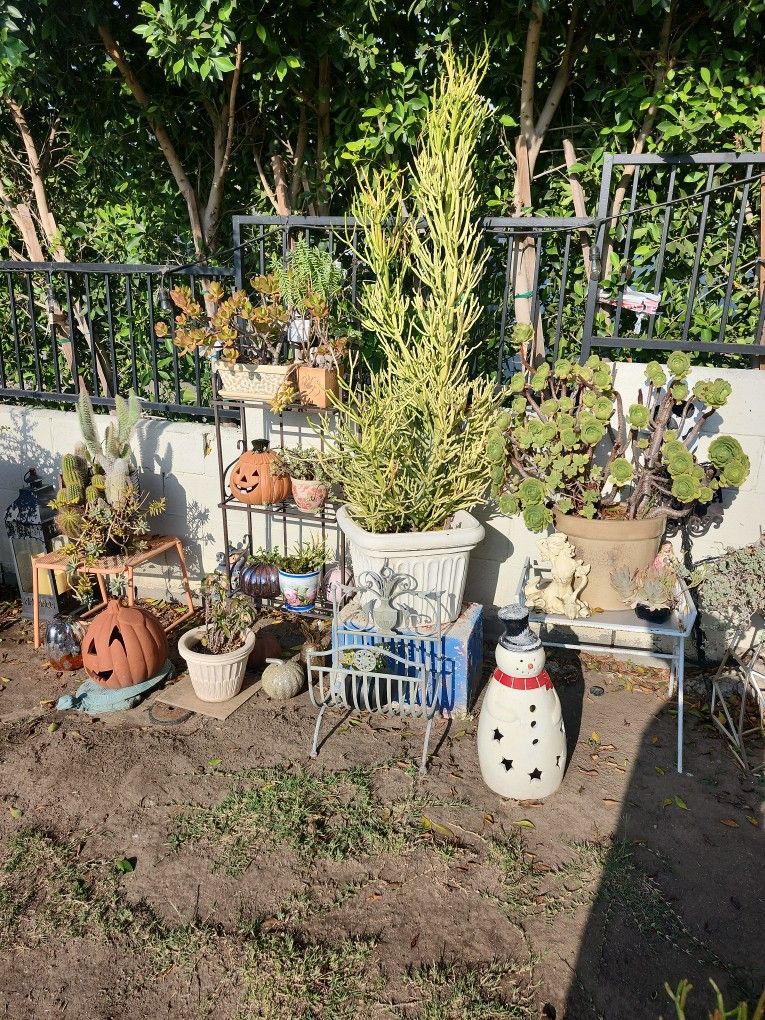 Weekend Plant Sale ☘️🌵☘️🌵☘️🌵