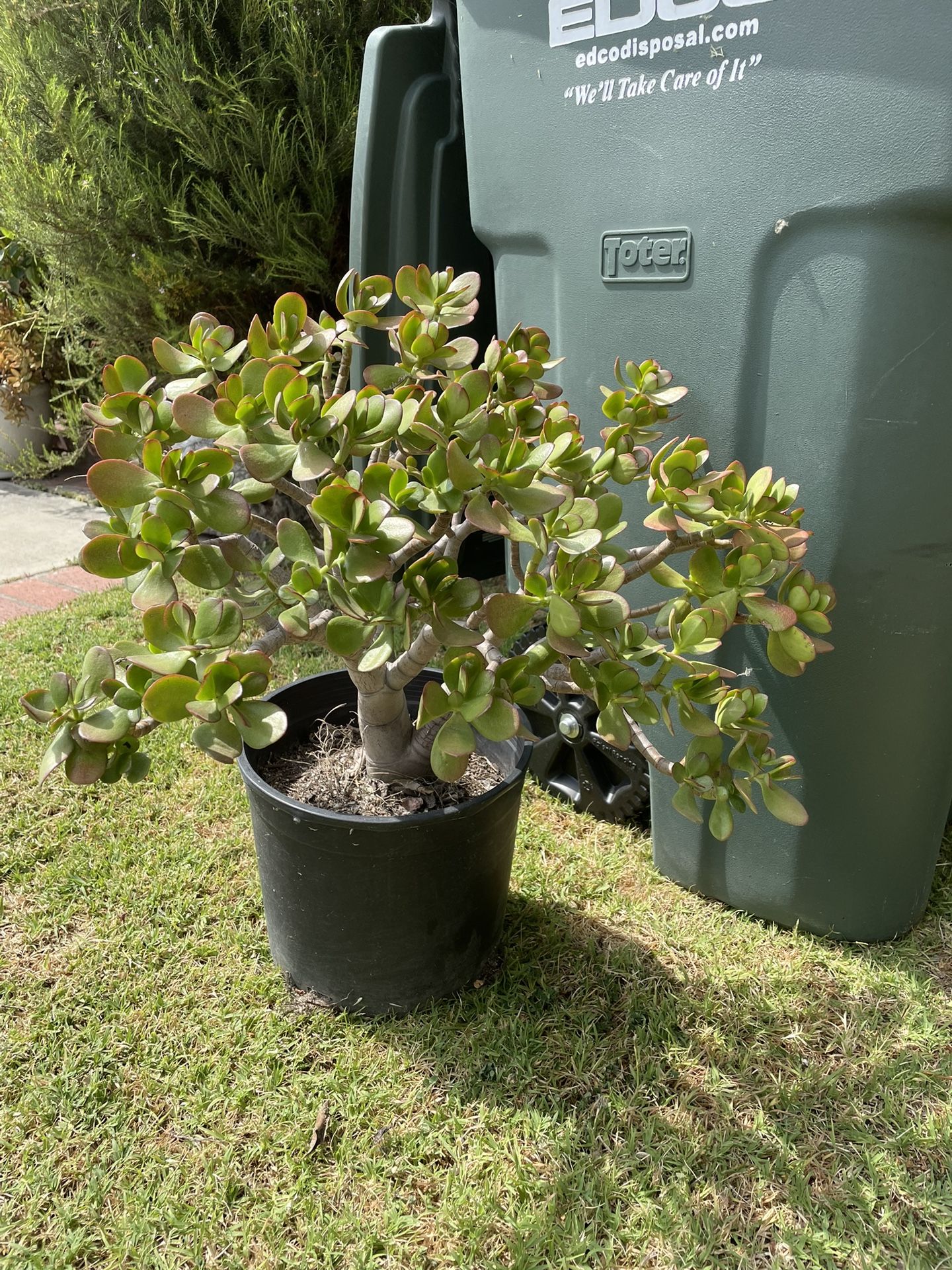 Jade Succulent Plant 10+ years