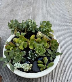 Potted Succulent 