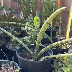 Cactus   &  Succulents 🪴