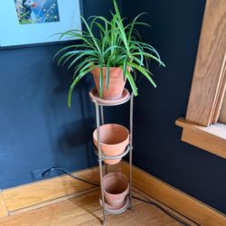 Sturdy metal plant stand with spider plant and 3 terra cotta pots