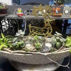 Diamond Succulent Designs