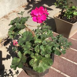pink geranium flower plant in small ceramic pot