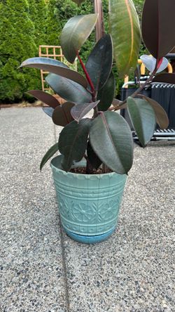 Plant