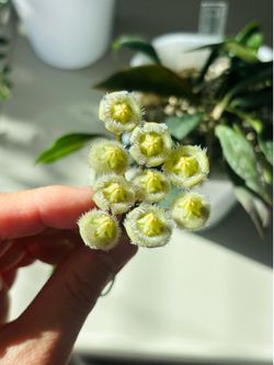 Hoya Mirabilis