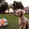 Cristian