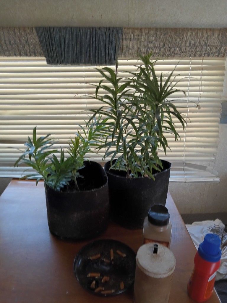 Houseplants