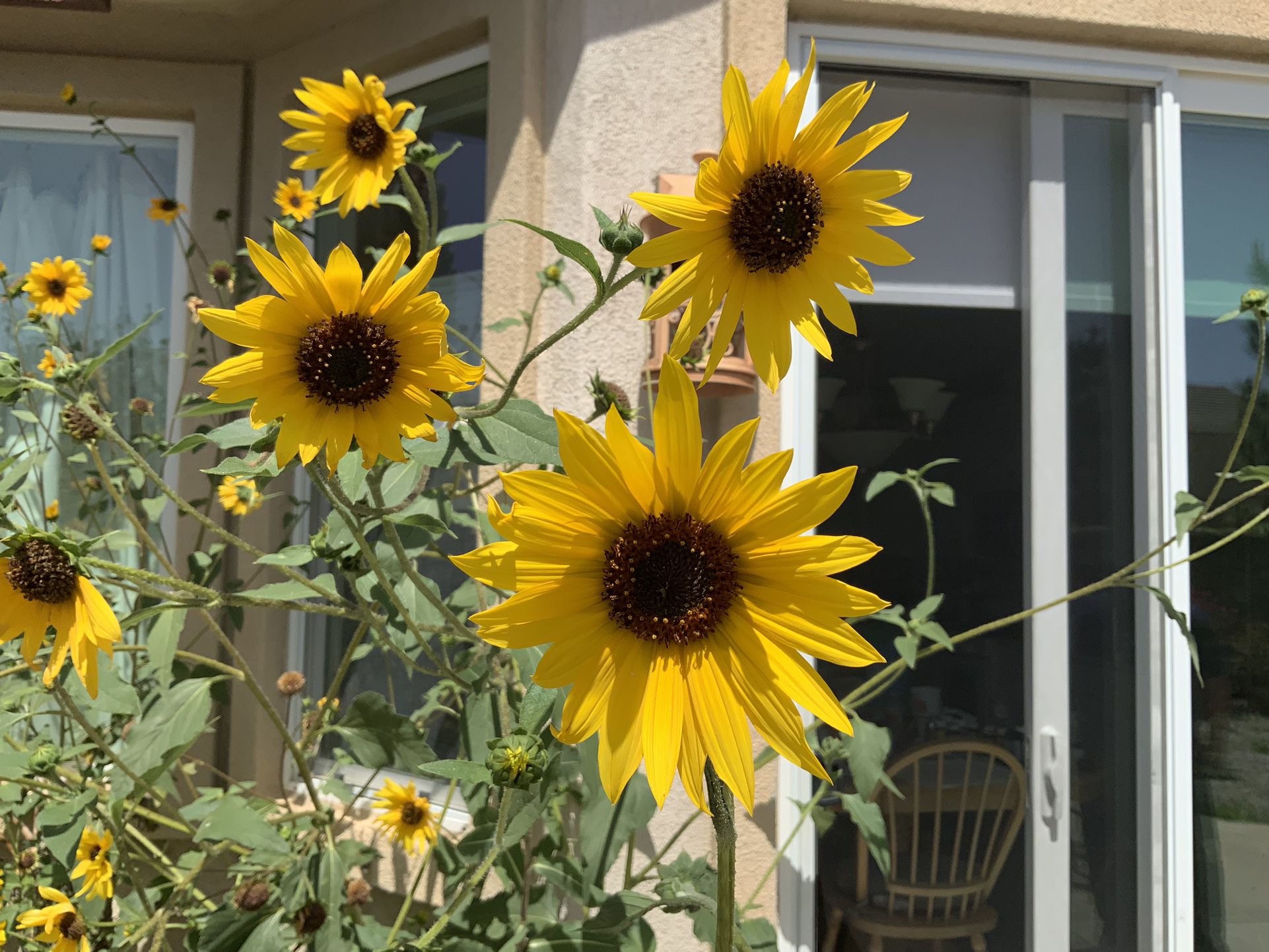 Sunflowers Potted
