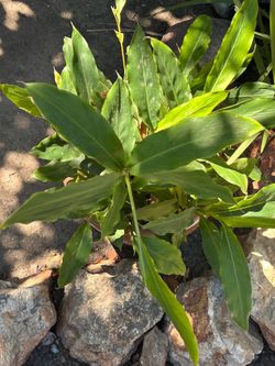 Sheel ginger plants