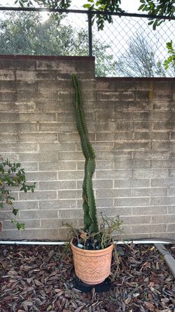 Cactus