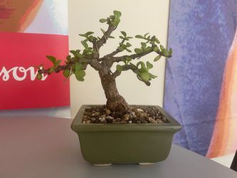 Cork jade shohin