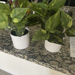 Fake Plants 