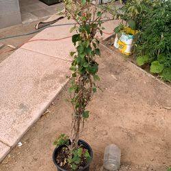 Bougainvillea plant