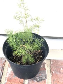 Ming Fern  6 Inch Pot