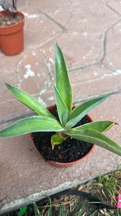 Agave starter plants