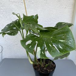 Monstera Thai Constellation 