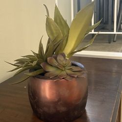 Decorative Succulent 