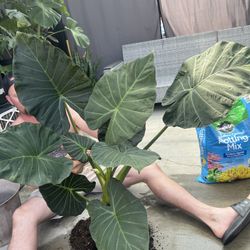 Regal Shield CORMS (40 Ct)