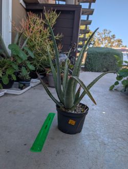 Aloe Plant 5