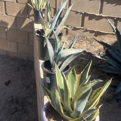Agave Plants 