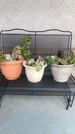 Three potted plants