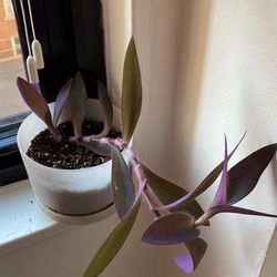 Very Healthy Growing Purple Heart Plant With Pot