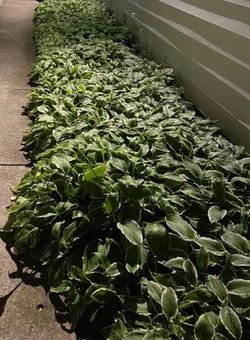 Hostas For Sale