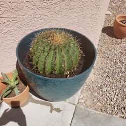 Golden Barel Cactus 
