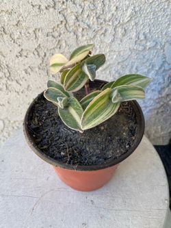 6 Inch Pot Succulent Plant - Tradescantia Sillamontana - White Velvet Wandering Dude - Rooted & Established Plant - Drought Resistant 🪴