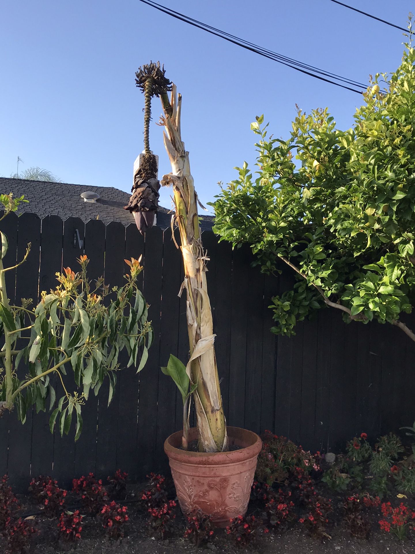 Banana tree and ginger