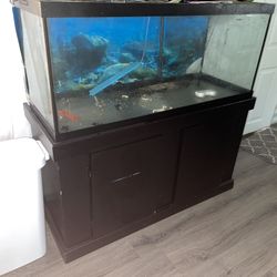 Fish Tank 